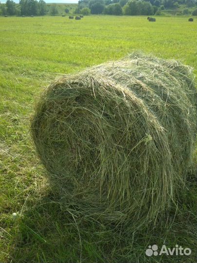 Сено в рулонах