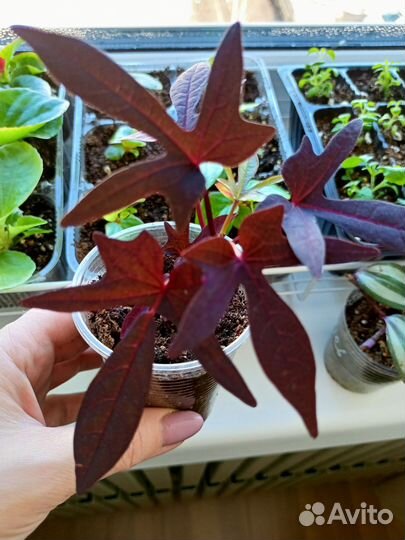 Растения для дома и сада