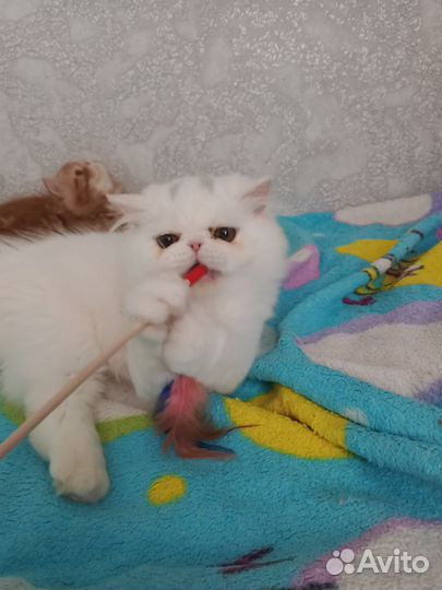 Персы котики