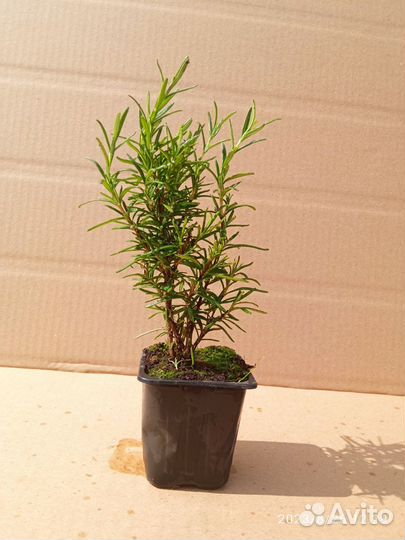 Розмарин-Росинка