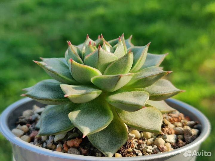 Суккуленты/Фабиола/Пурпузорум/Томентоза/Лимифолия