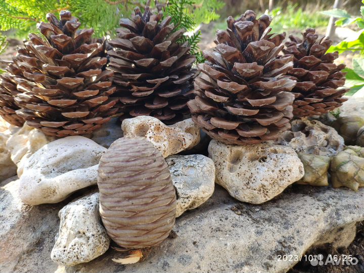 Шишки для творчества 150 шт