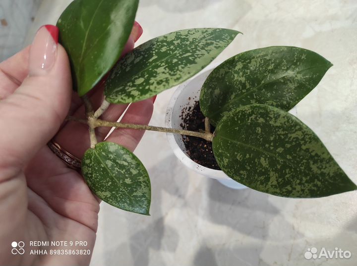 Хойя Макрофилла Альбомаргината и другие