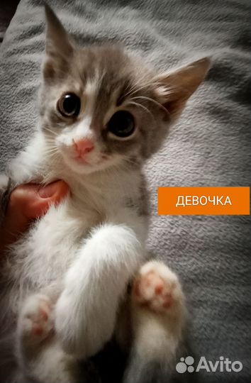 Котята ищут дом