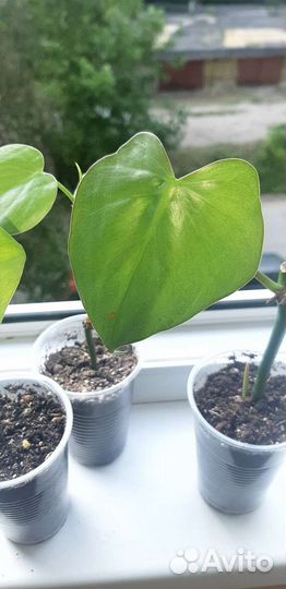 Комнатные растения