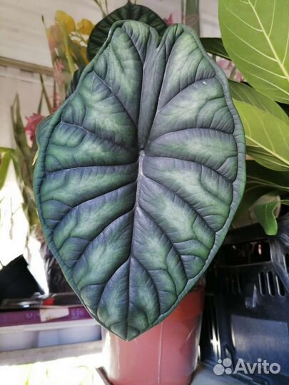 Алоказия шкура дракона Алоказия Dragon Scale