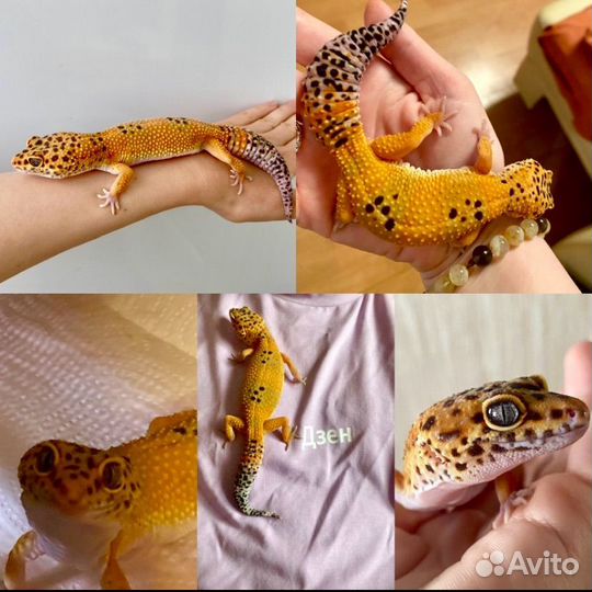 Эублефары Cross Blood с террариумом и без