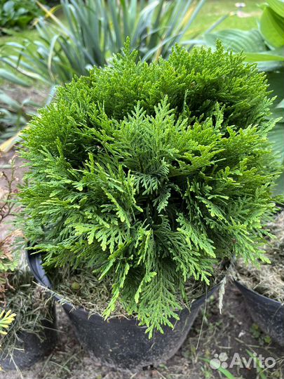 Туя Даника, Мириам