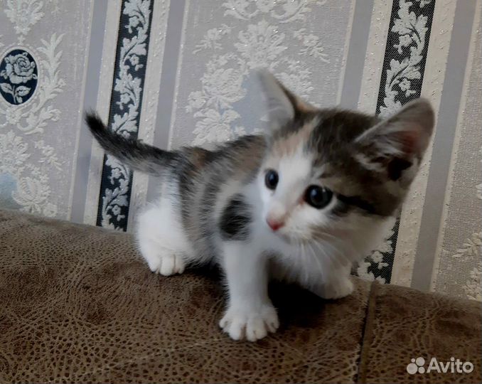 Котенок девочка