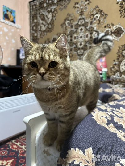 Золотая шиншилла вязка