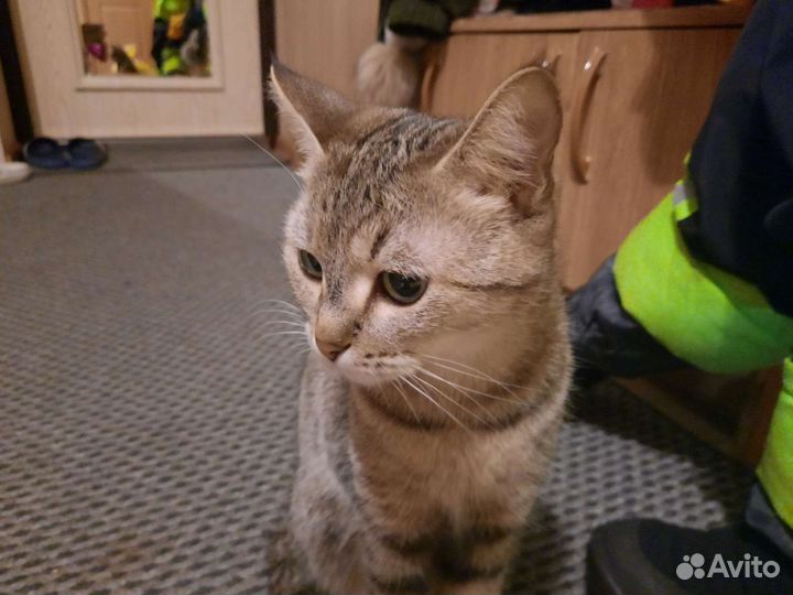 Передержка домашних животных