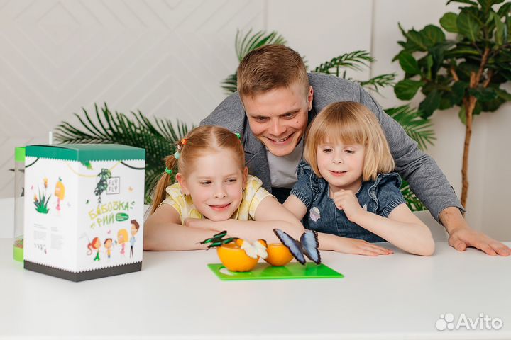 Ферма бабочек. Бабочкарий на 3 куколки с Морфо