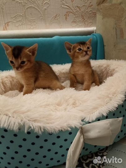 Абиссинские котята