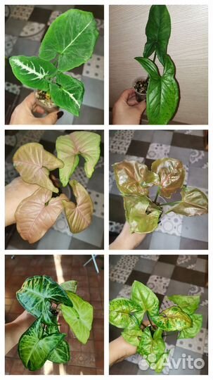 Сингониумы