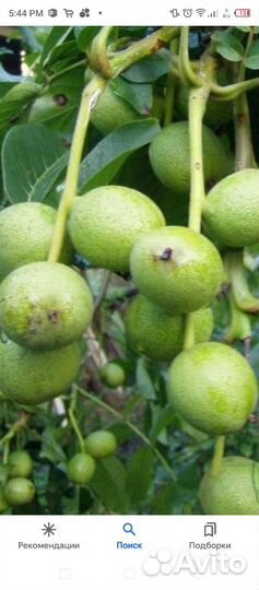 Орех грецкий Идеал (саженцы)