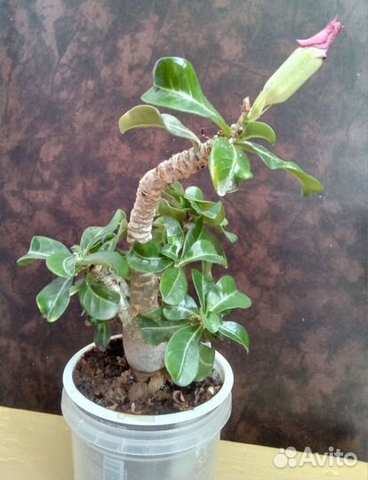 Адениум mini взрослый