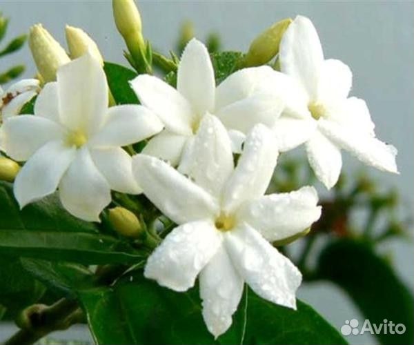 Жасмин комнатный Самбак