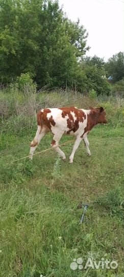 Бычек и телка