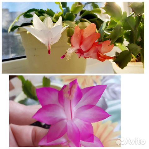 Декабрист (шлюмбергера)