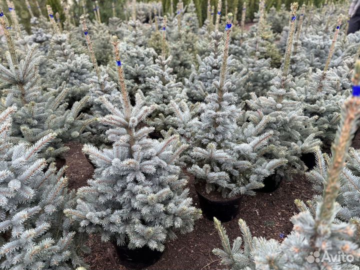 Ель голубая новогодняя Дропшиппинг