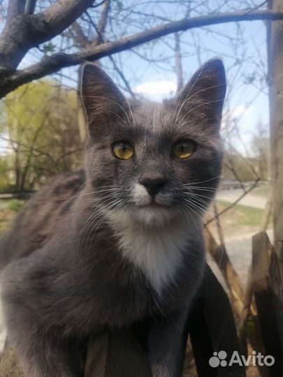 Котята мышеловы