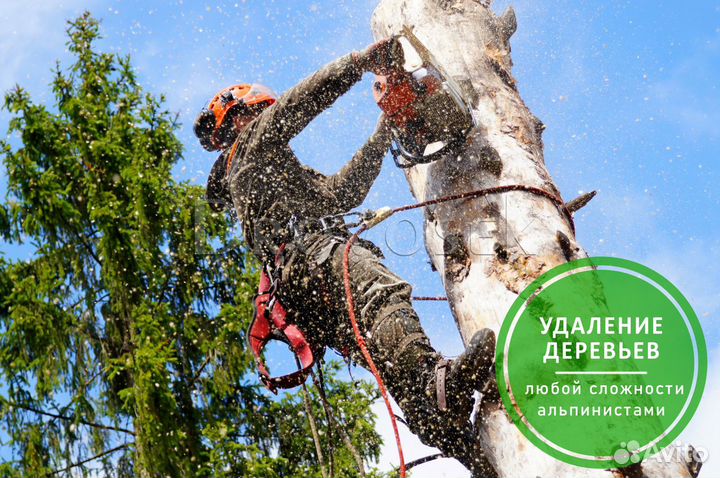 Обрезка, спил и удаление деревьев в Орехово-Зуево