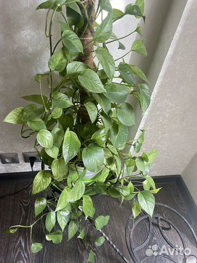 Эпипремнум