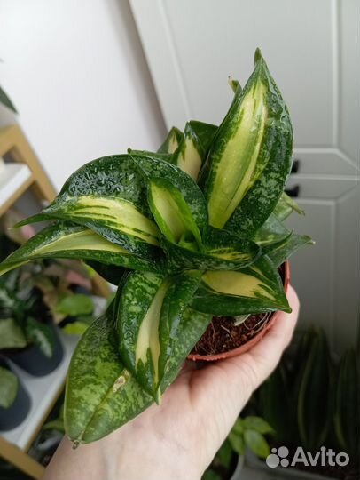 Сансевиерия ханни Страйкер