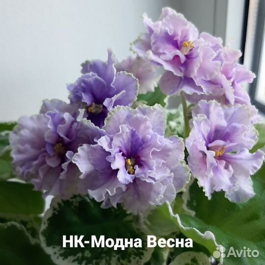 Фиалки в ассортименте