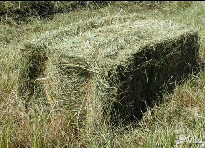 Сено в тюках 20 кг