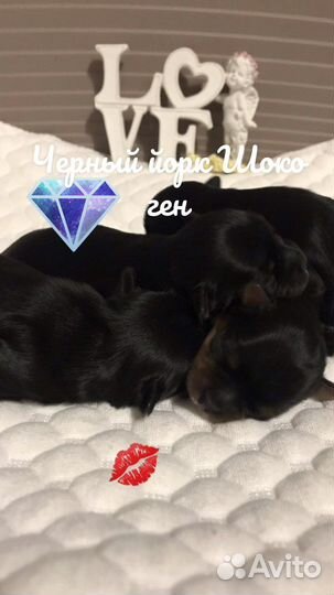 Цветные Йоркширские терьеры