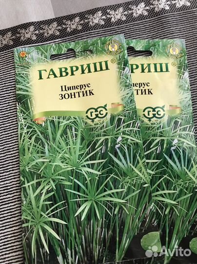 Продам семена Циперус