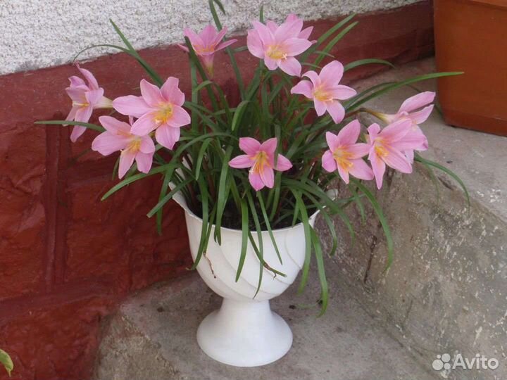 Луковичные растения