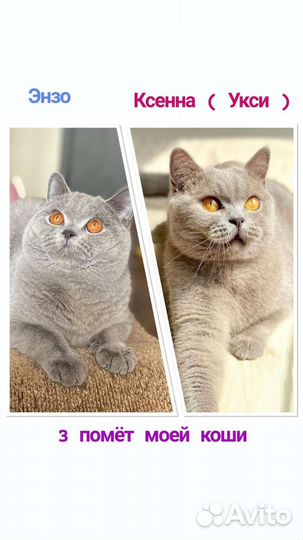 Британские котята