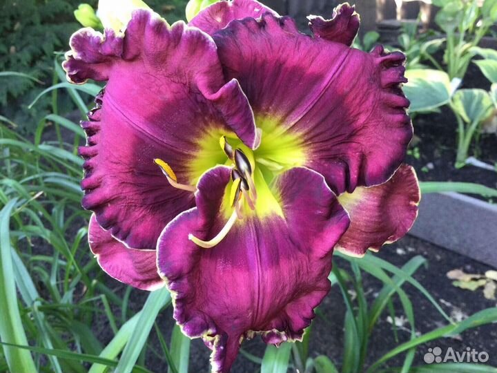 Лилейник just AS I AM