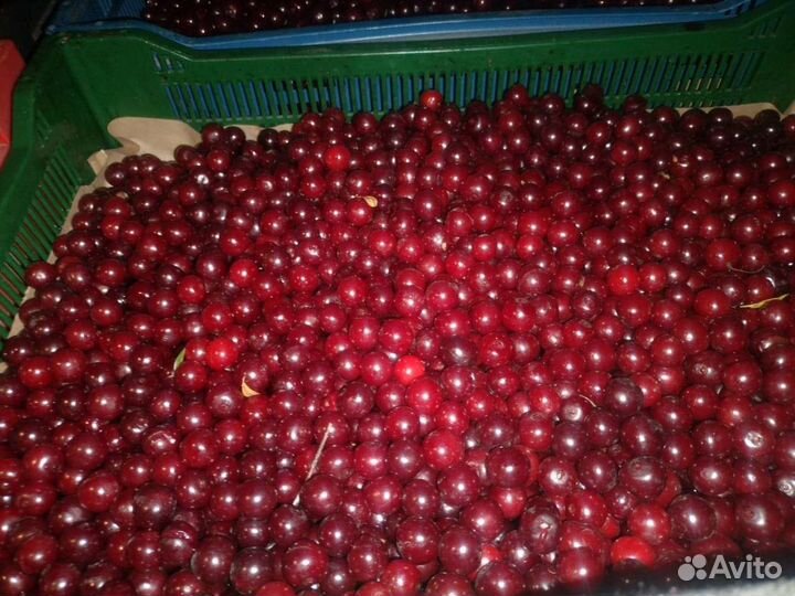 Вишня ягода свежая