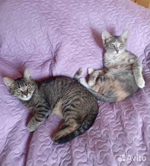 Котенок девочка бесплатно