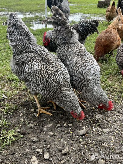 Молодые петухи