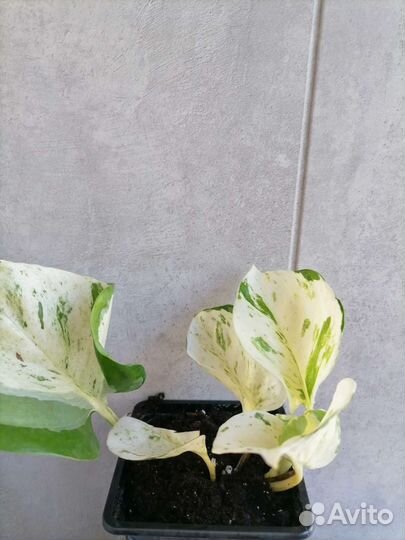 Эпипремнум хеппи лиф