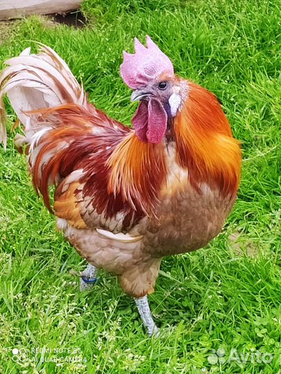 Лакенданзи чистокровные Серебро, Палево-голубые