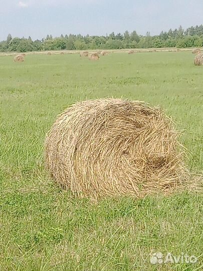 Сено солома в тюках