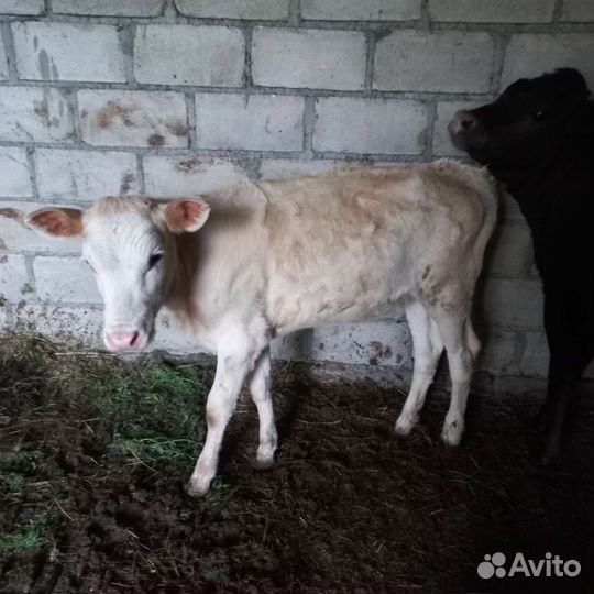 Продам коров и телят