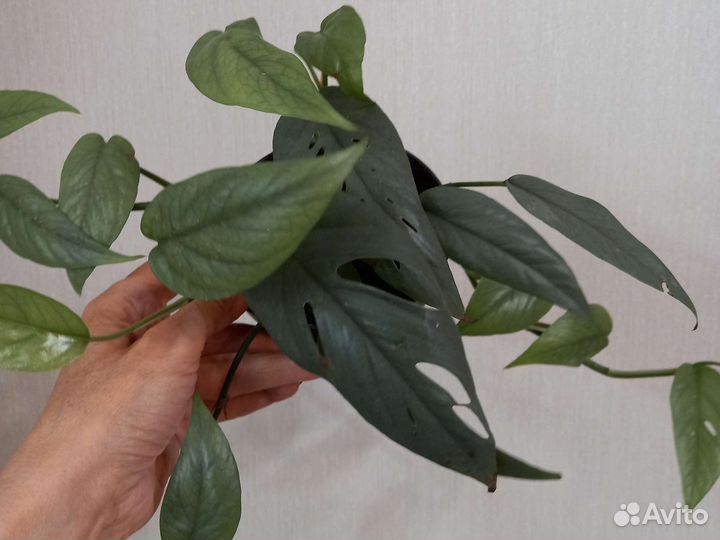 Эпипремнум Себу Блу, редкий коллекционный сорт