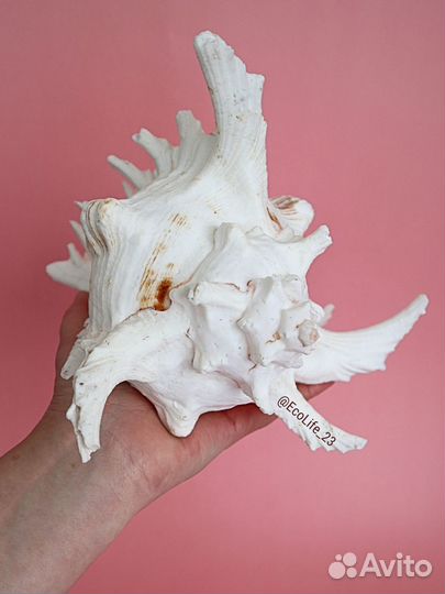 Натуральная морская раковина Чихореус рамосус