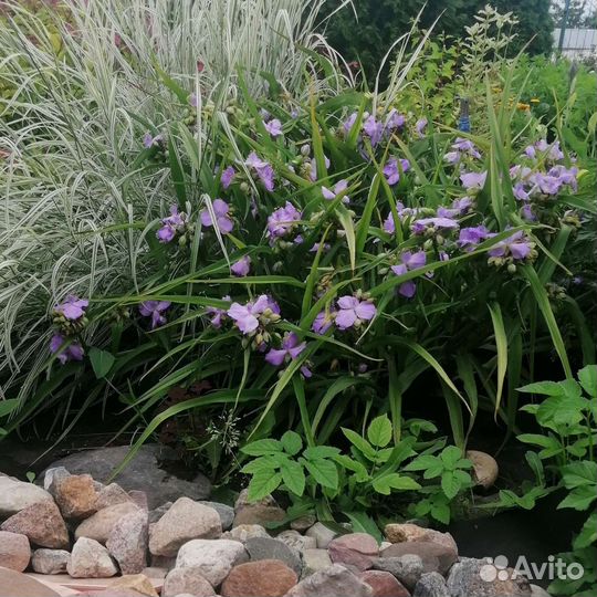 Традесканция садовая большой куст