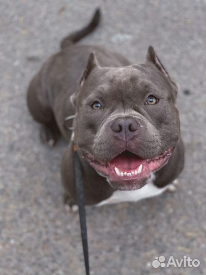 Кобель Американский Булли на вязку