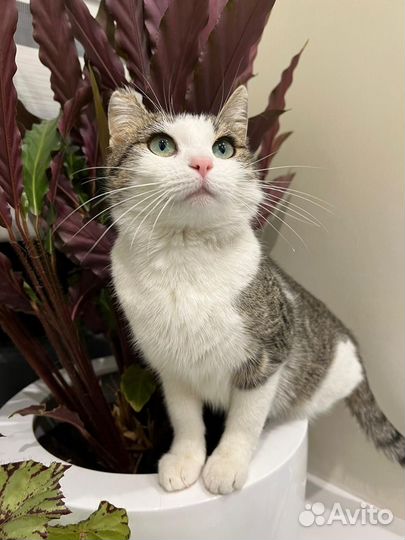 Спасите Боню