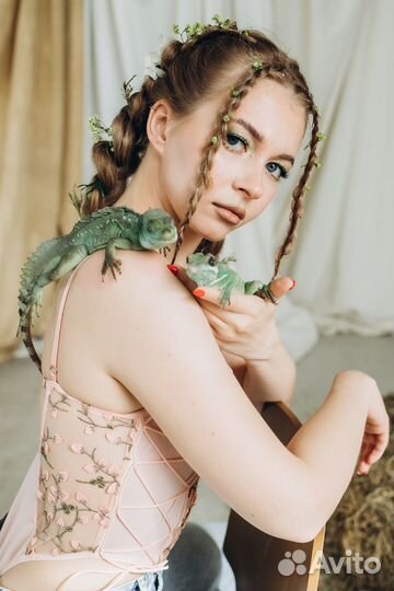 Аренда змей, рептилий