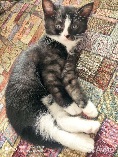 Кошка в дар бесплатно