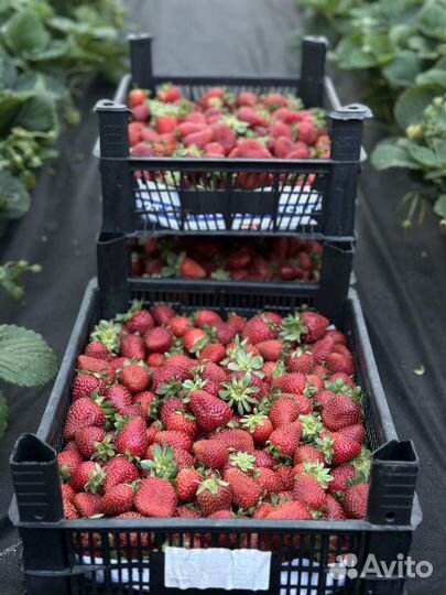 Клубника свежий сбор